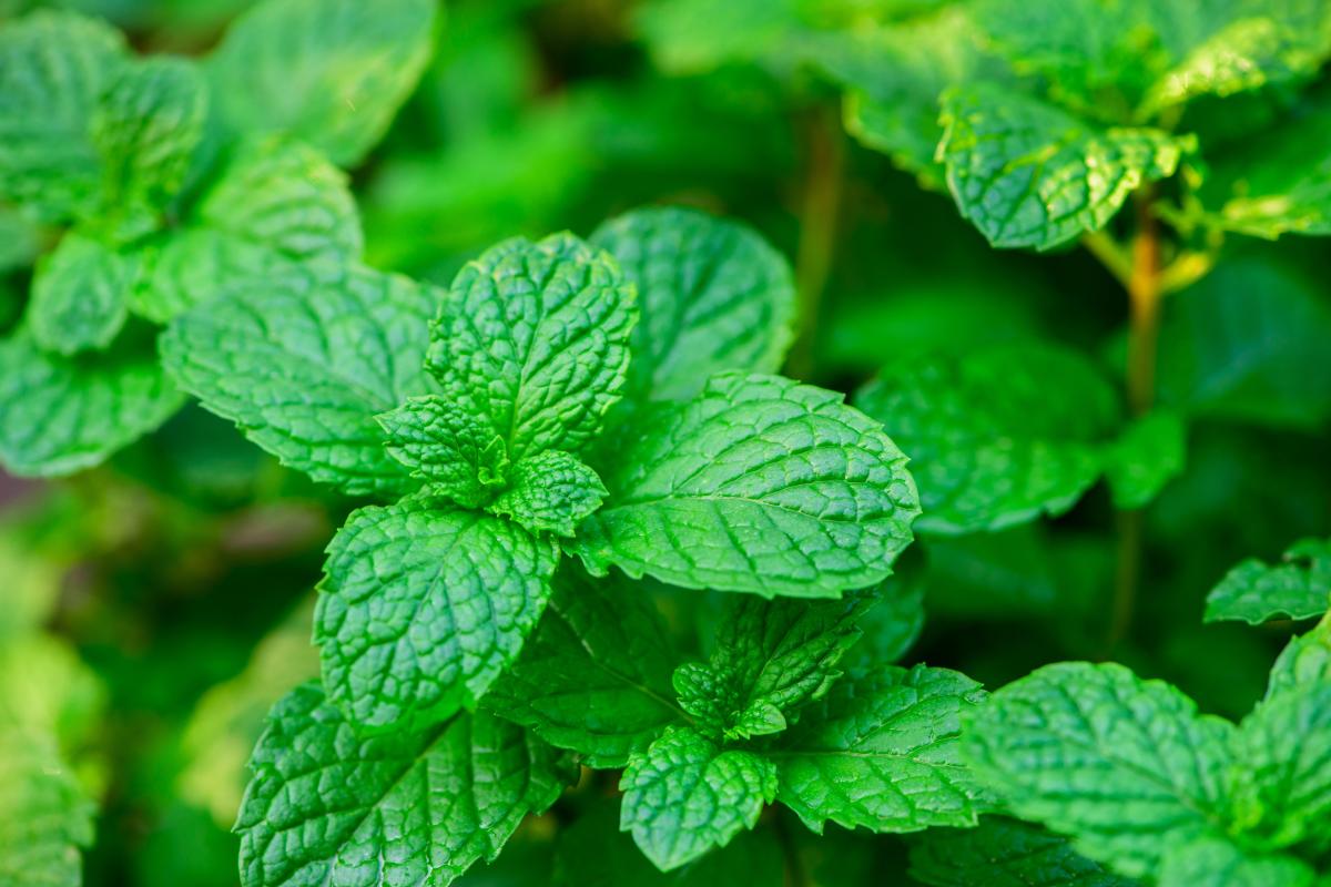 milliseid taimi ei tohi õue istutada