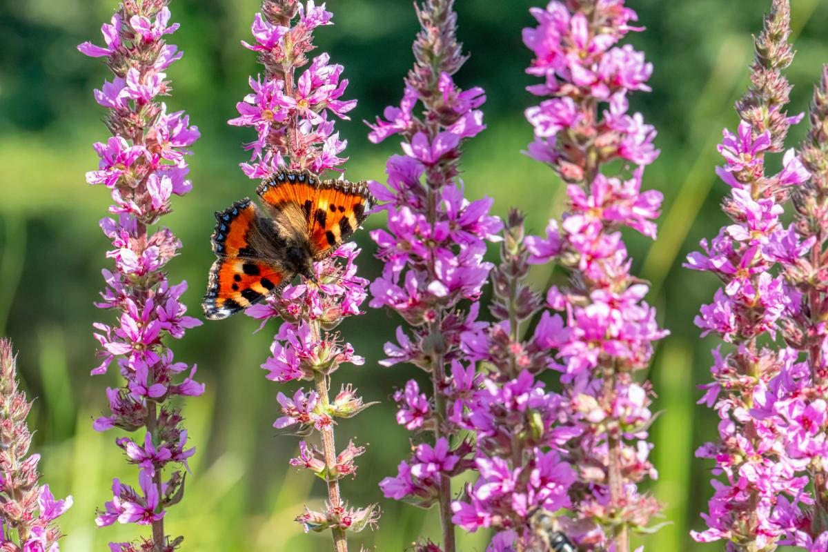milliseid taimi ei tohi õue istutada