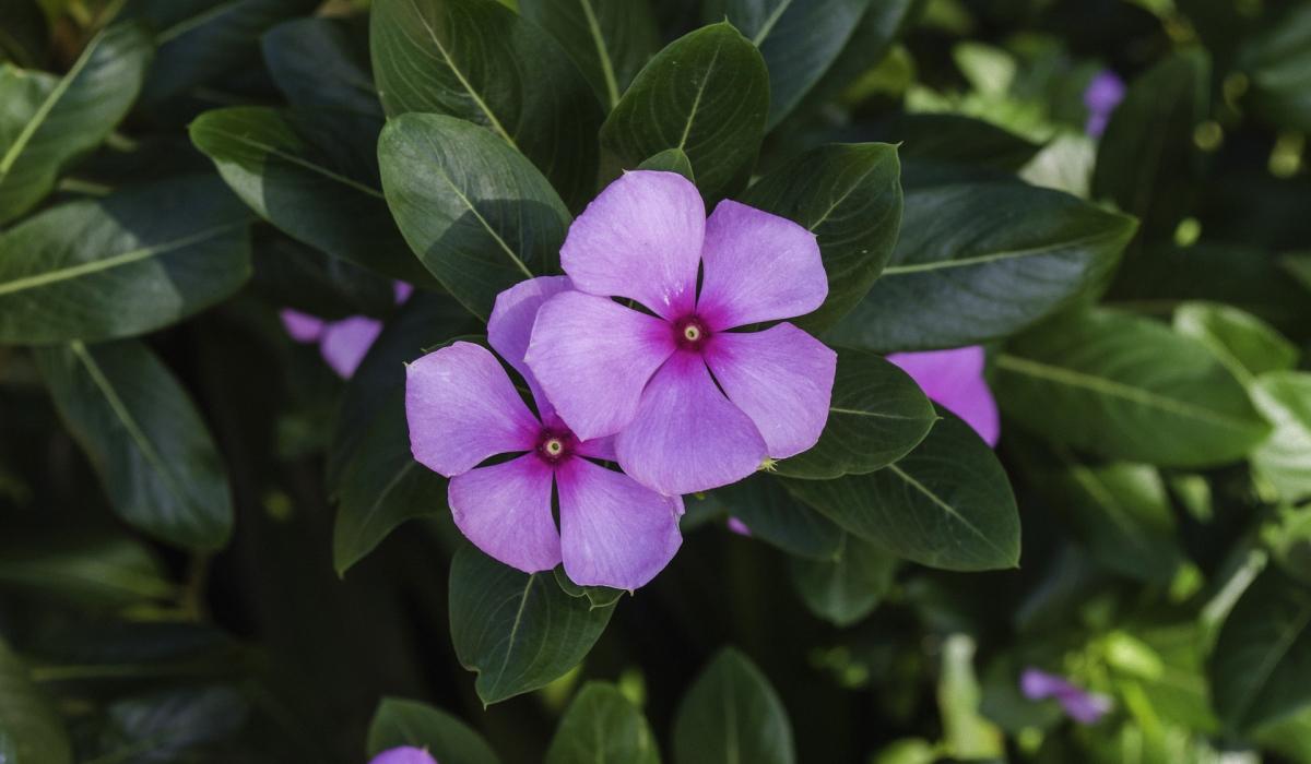 milliseid taimi ei tohi õue istutada