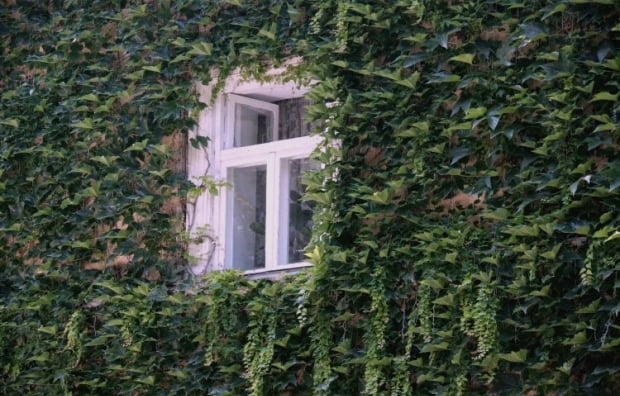 milliseid taimi ei tohi õue istutada