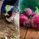 Aednikud panevad selle peedi istutamisel auku: need kasvavad suureks ja