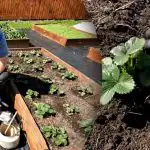 Ainult üks kastmine: kuidas kaitsta maasikaid kahjurite ja juuremädaniku eest