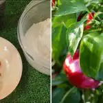 Ainult üks lusikas augu kohta: lihtne segu suurendab oluliselt paprikate