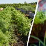 Ainus viis lopsaka tilli saamiseks on: mida lähedale istutada ja