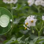 Alates sajast ruutmeetrist - tonn kartuleid: ilmnes kaval istutusviis