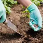 Aprill ja mai aias: 12 põllukultuuri, mida on aeg istutada