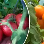 Ärge andke hilisele lehemädanikule võimalust: kuidas oma tomatisaaki ette säästa