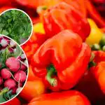 Ei tule kahjureid ega umbrohtu – mida pipra kõrvale istutada