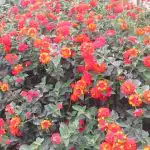 Ei vaja hoolt ja õitseb kuni esimese külmani: parim lill