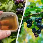 Enne lihavõtteid tuleb sõstardele anda esimene väetis: hiljem see ei