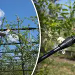 Haigustel ja kahjuritel pole võimalust - millal ja kuidas puid