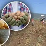 Hoolitsust on, aga kartulid on väikesed: asjatundja räägib, kuidas olukorda muuta Hoolitsust on, aga kartulid on väikesed: asjatundja räägib, kuidas olukorda