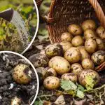 Hruštšov ei puuduta enam kartulit: odav kaitsemeetod rahvapäraste abinõude abil