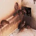 Hüvasti närilised: lihtne köögikomponent, mis hoiab rotid igavesti eemal