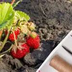 Inimesed teevad maasikate hooldamisel pidevalt neid vigu: kuidas saaki mitte