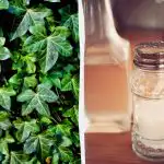 Ivy ei jää ellu: 2 senti köögivahendit, mis toimivad mõne päevaga Ivy ei jää ellu: 2 senti köögivahendit, mis toimivad mõne