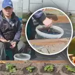 Kevadel iga põõsa all: kuidas toita maasikaid magusate ja suurte