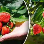 Kevadise maasikate istutamise saladus: kuidas saada esimest korda rikkalikku saaki