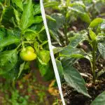 Kogenud aednikud istutavad augu kohta ainult kaks paprikat: millised on