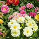 Kuidas daaliaid istutada: eksperdid andsid olulisi nõdeid, ilma milleta pole