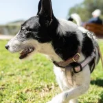 Kuidas mõista, et koer on õnnetu ja närviline: koeraeksperdid nimetasid 4 võtmemärki kuidas-moista-et-koer-on-onnetu-ja-narviline-koeraeksperdid-nimetasid.webp.webp