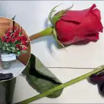 Kuidas roose nelja tunniga "reanimeerida": nipp, mida teavad ainult lillemüüjad