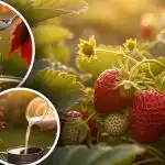 Kuidas saada nädala võrra kiiremini maasikaid: unustatud meetod ilma tilgagi kemikaalita Kuidas saada nädala võrra kiiremini maasikaid: unustatud meetod ilma tilgagi