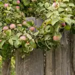 Kuidas suurendada oma õunasaaki: aednikud nimetasid 8 taime, mis tuleb