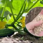 Kurgid kasvavad hüppeliselt: auku istutades tuleb lisada lusikatäis infusiooni