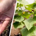 Kurkide külvamine avamaal: kuukalendri järgi 2026. aasta kõige produktiivsemad päevad