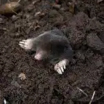 Lase keema tõusta ja vala künkale: mutid jooksevad kohe piirkonnast