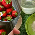 Maasikad annavad mitu korda rohkem magusaid marju: "vanaema" toitmise retsept