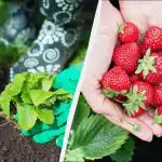 Maasikate esimene töötlemine aprillis on kõige olulisem: sellest sõltub tulevane