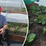 Maasikate kevadel väetamine: viga, mis vähendab saaki