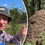 Magus lõks kahjuritele: kuidas suhkru abil aias sipelgatest lahti saada