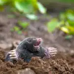 Mida muti auku valada: see vahend on igas köögis