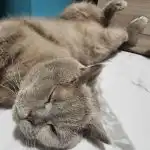 Miks kassid niidavad ainult inimesi: vastus julgele manipulaatorile miks-kassid-niidavad-ainult-inimesi-vastus-julgele-manipulaatorile.jpg