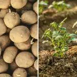 Miks teie naabril on parem kartul: üks hetk otsustab kõik