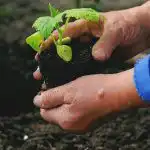 Millal ja mida aeda istutada: rahvapärased märgid ilmast ja saagist