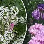 Minimaalne pingutus – maksimaalne värvus: milliseid lilli saab otse maasse