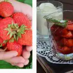 Mis juhtub kehaga, kui süüa iga päev maasikaid: vastavad toitumisspetsialistid