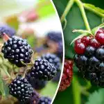 Murakad ärkavad üles ja premeerivad teid saagiga: lihtsa kevadise elustiiliga