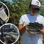 Murakad tulevad magusad nagu mesi ja suured: kevadel kolm hooldusetappi