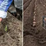 Nad ei karda külma ja annavad rekordilise saagi: milliseid kartulisorte aprilli alguses istutada Nad ei karda külma ja annavad rekordilise saagi: milliseid kartulisorte