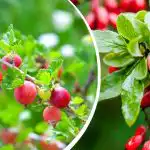 Nad võivad hävitada aia: milliseid põõsaid ei tohiks kunagi sellele