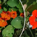 Nälkjate peamine vaenlane: lill, mis puhastab aia kahjuritest