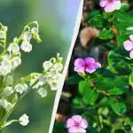 Need 7 püsilille näevad ilusad välja, aga istutada neid ei