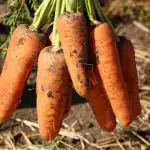 Need porgandisordid on Ukraina parimad: saagikad, tagasihoidlikud ja magusad nagu