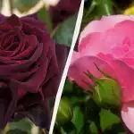 Need roosid kaunistavad iga aeda: 5 kõige ilusamat ja tagasihoidlikumat