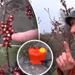 Oluline on mitte käest lasta hetke: millal ravida luuviljapuid monilioosi